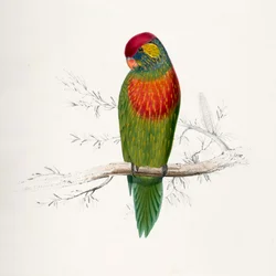 Psitteuteles versicolor